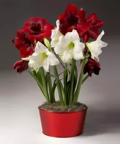 Brighter Blooms SHOP ALL Red And White Amaryllis Trio