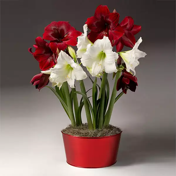 Brighter Blooms SHOP ALL Red And White Amaryllis Trio 1 Brighter Blooms SHOP ALL Red And White Amaryllis Trio