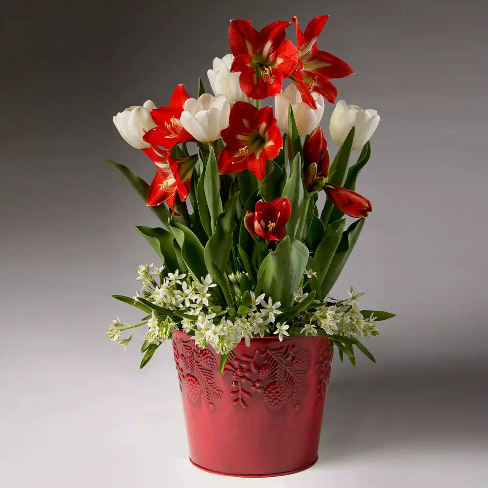 Brighter Blooms Red Amaryllis With White Tulips And Star Of Bethlehem SHOP ALL 2 Brighter Blooms Red Amaryllis With White Tulips And Star Of Bethlehem SHOP ALL