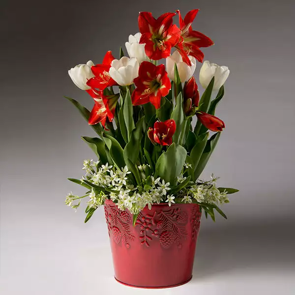 Brighter Blooms Red Amaryllis With White Tulips And Star Of Bethlehem SHOP ALL 1 Brighter Blooms Red Amaryllis With White Tulips And Star Of Bethlehem SHOP ALL