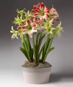 Brighter Blooms Red And Green Amaryllis Trio