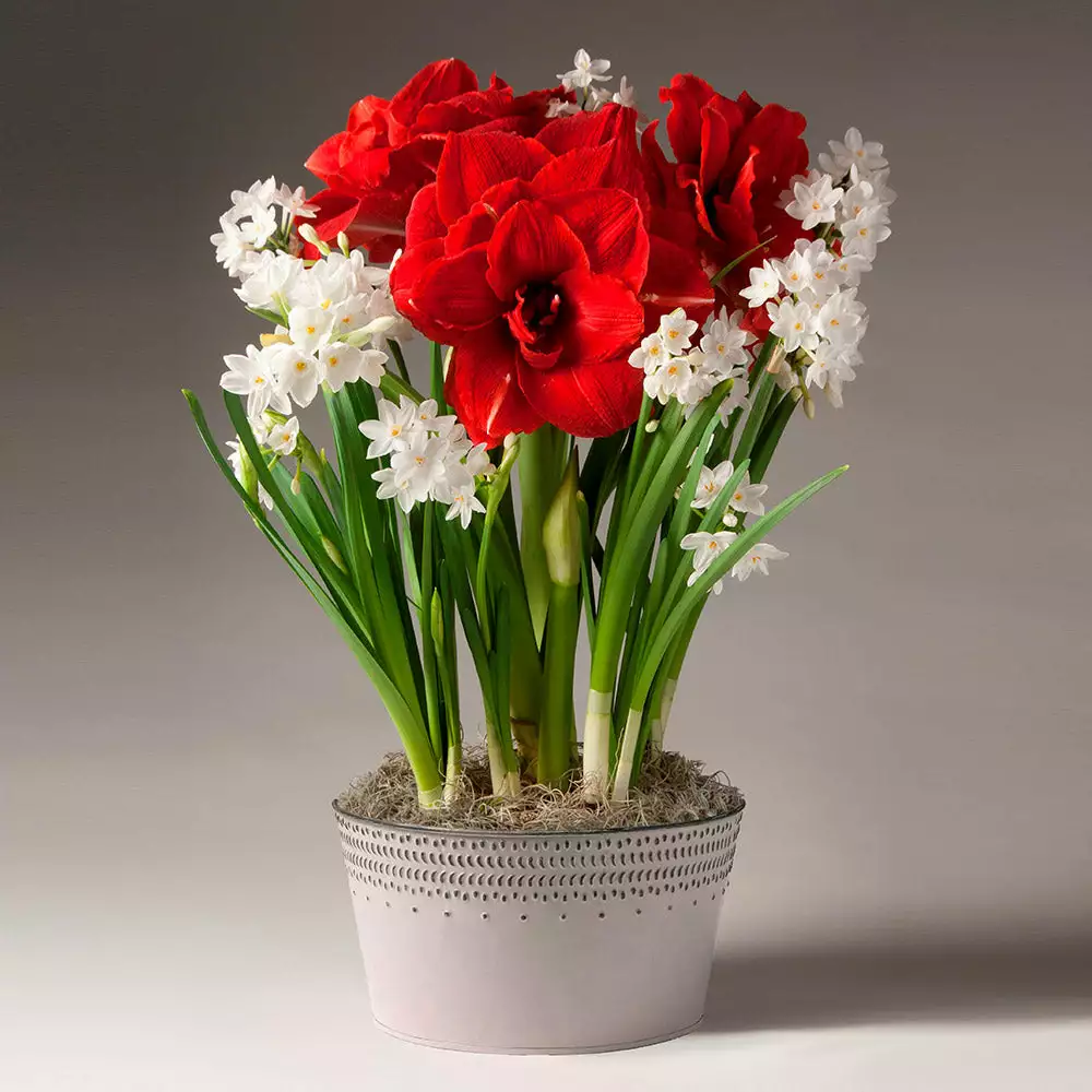 Brighter Blooms Inferno Amaryllis And Paperwhites 2 Brighter Blooms Inferno Amaryllis And Paperwhites