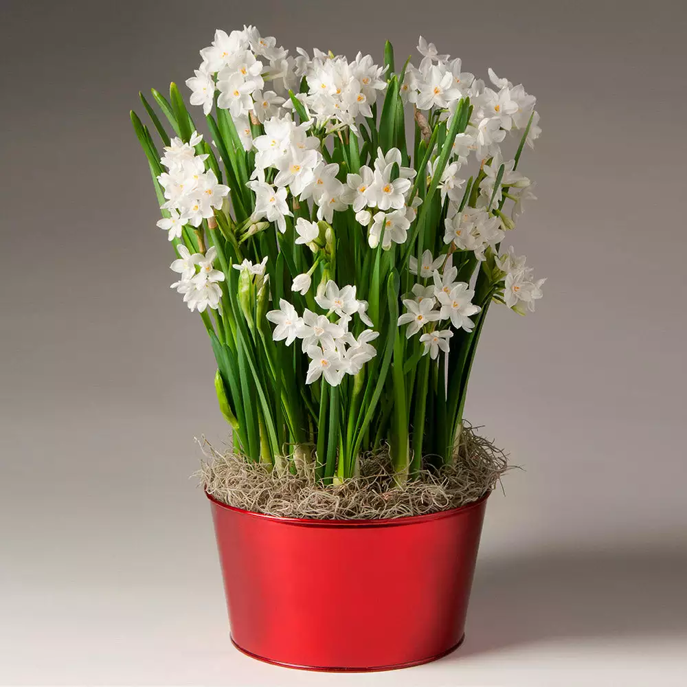 Brighter Blooms Ziva Paperwhite Plant SHOP ALL 2 Brighter Blooms Ziva Paperwhite Plant SHOP ALL