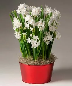 Brighter Blooms Ziva Paperwhite Plant SHOP ALL