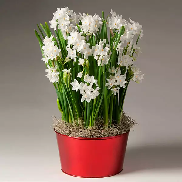 Brighter Blooms Ziva Paperwhite Plant SHOP ALL 1 Brighter Blooms Ziva Paperwhite Plant SHOP ALL