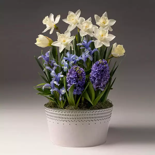 Brighter Blooms SHOP ALL White Narcissus With Blue Hyacinth And Iris 1 Brighter Blooms SHOP ALL White Narcissus With Blue Hyacinth And Iris