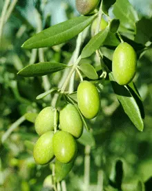 Brighter Blooms Fruit Trees Italian Olive Tree 3 Brighter Blooms Fruit Trees Italian Olive Tree