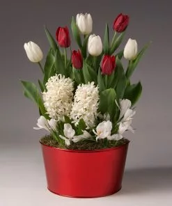 Brighter Blooms SHOP ALL Red And White Tulips With Crocus And Hyacinth