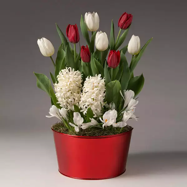 Brighter Blooms SHOP ALL Red And White Tulips With Crocus And Hyacinth 1 Brighter Blooms SHOP ALL Red And White Tulips With Crocus And Hyacinth