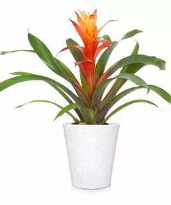Brighter Blooms SHOP ALL Bromeliad Plant 10 Brighter Blooms SHOP ALL Bromeliad Plant