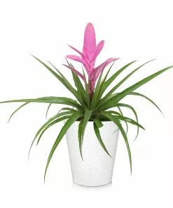 Brighter Blooms SHOP ALL Bromeliad Plant 11 Brighter Blooms SHOP ALL Bromeliad Plant
