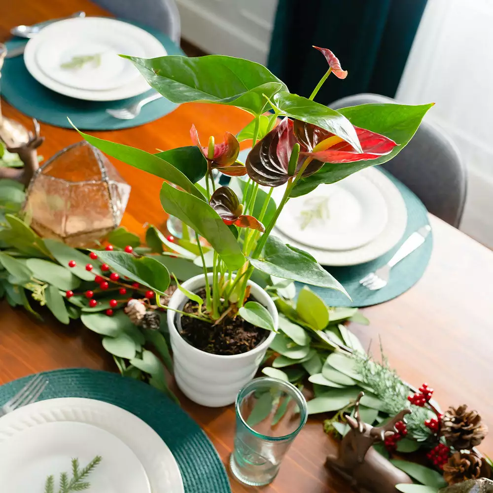 Brighter Blooms Red Anthurium Plant SHOP ALL 3 Brighter Blooms Red Anthurium Plant SHOP ALL