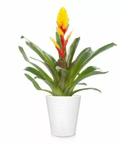 Brighter Blooms SHOP ALL Bromeliad Plant