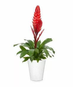 Brighter Blooms SHOP ALL Bromeliad Plant 8 Brighter Blooms SHOP ALL Bromeliad Plant