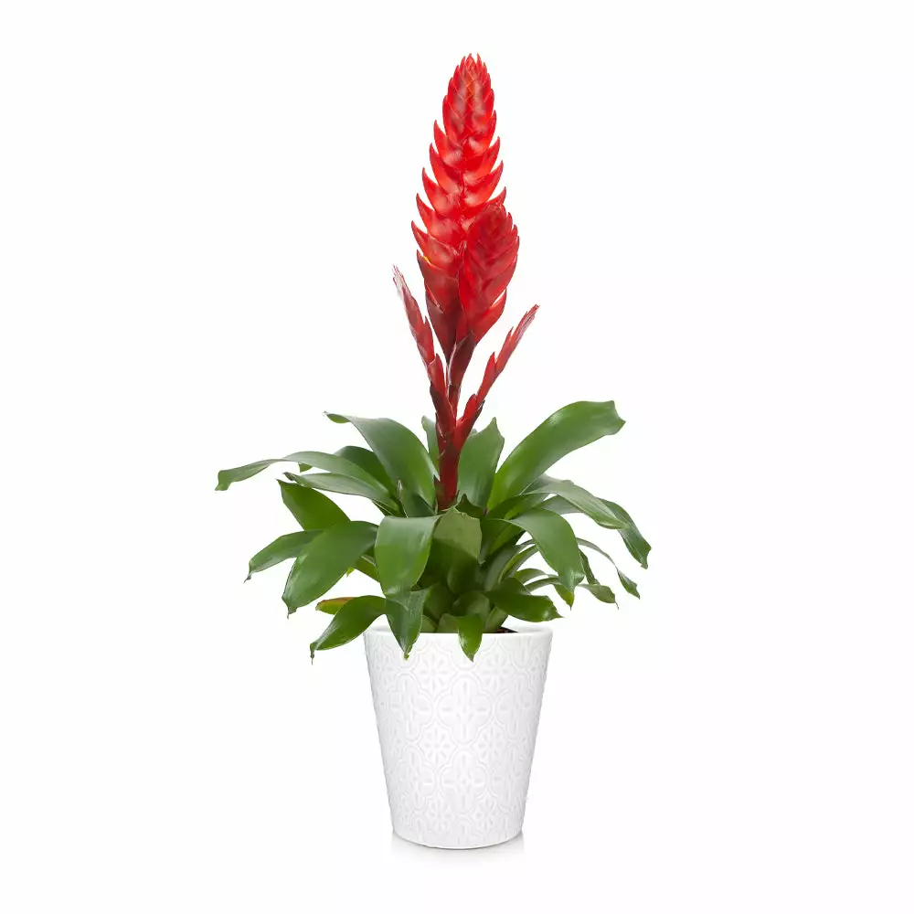 Brighter Blooms SHOP ALL Bromeliad Plant 3 Brighter Blooms SHOP ALL Bromeliad Plant