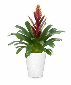 Brighter Blooms SHOP ALL Bromeliad Plant 9 Brighter Blooms SHOP ALL Bromeliad Plant