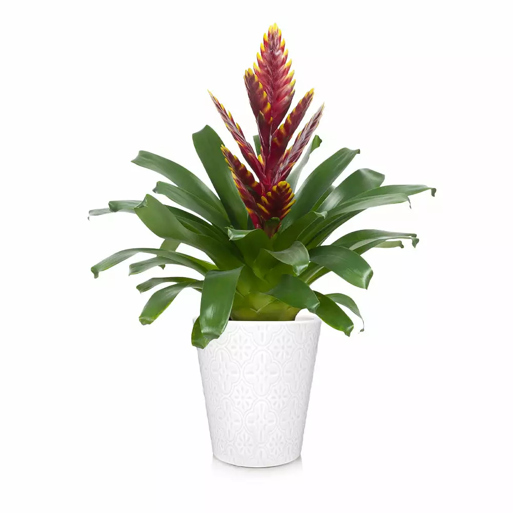 Brighter Blooms SHOP ALL Bromeliad Plant 4 Brighter Blooms SHOP ALL Bromeliad Plant
