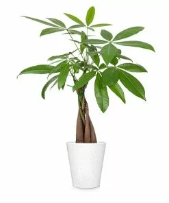 Brighter Blooms Money Tree In White Pot