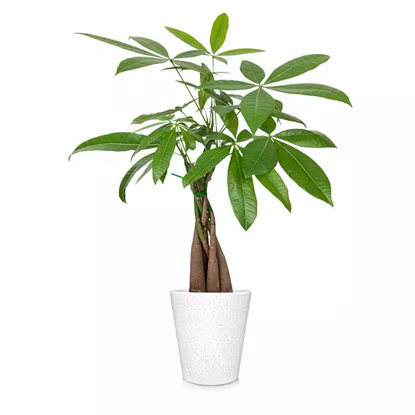 Brighter Blooms Money Tree In White Pot 2 Brighter Blooms Money Tree In White Pot