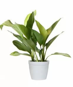 Brighter Blooms Green Chinese Evergreen Plant Shrubs & Hedges