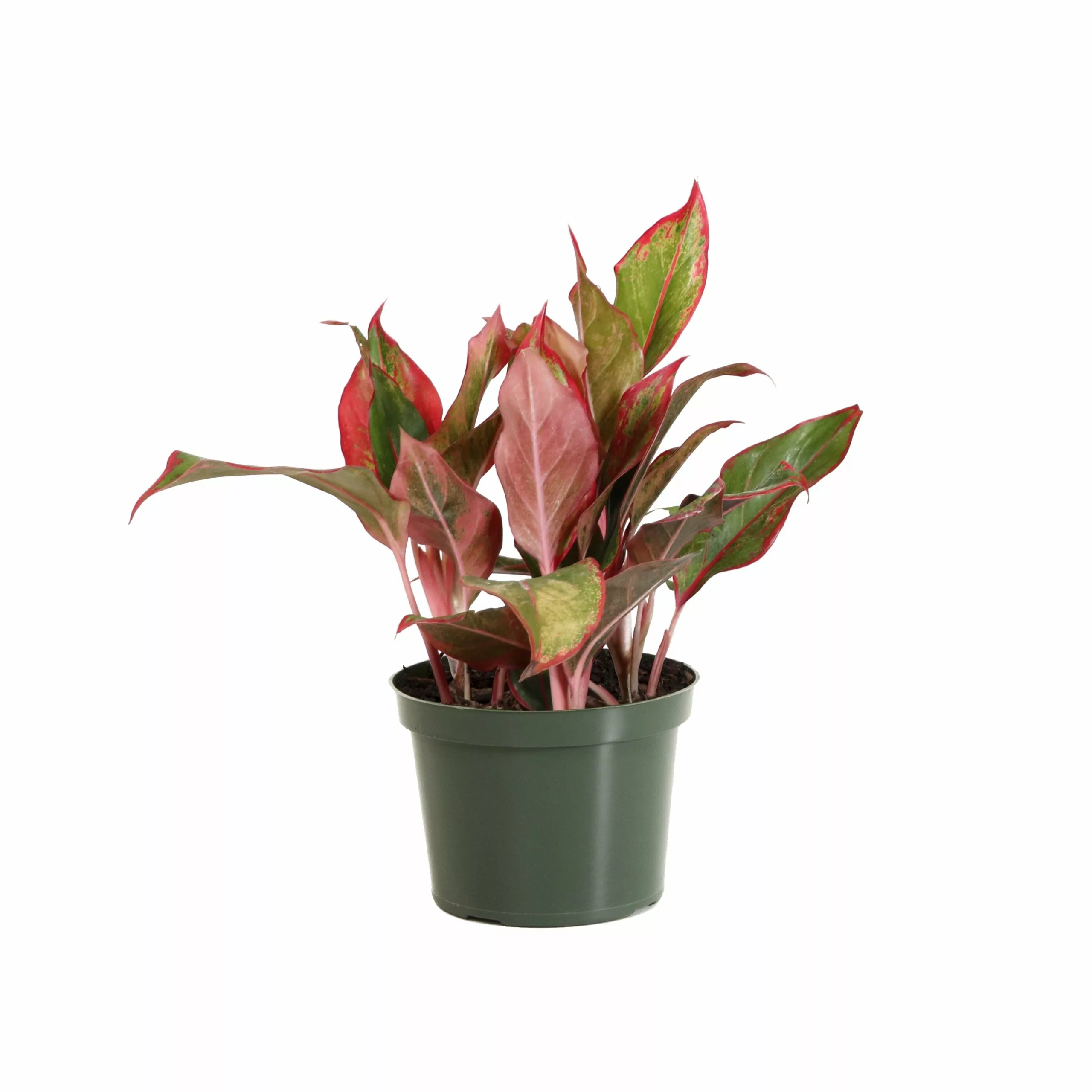 Brighter Blooms Red Chinese Evergreen Plant Shrubs & Hedges 5 Brighter Blooms Red Chinese Evergreen Plant Shrubs & Hedges