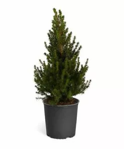 Brighter Blooms Dwarf Alberta Spruce Gift Plant Shrubs & Hedges