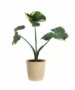 Brighter Blooms Mickey Mouse Alocasia (Alocasia Xanthosoma Variegata)
