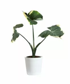 Brighter Blooms Mickey Mouse Alocasia (Alocasia Xanthosoma Variegata)