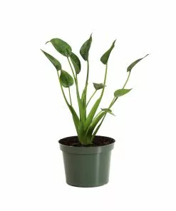 Brighter Blooms House & Patio Tiny Dancer Plant 15 Brighter Blooms House & Patio Tiny Dancer Plant