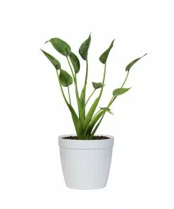 Brighter Blooms House & Patio Tiny Dancer Plant 17 Brighter Blooms House & Patio Tiny Dancer Plant