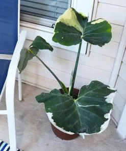 Brighter Blooms Mickey Mouse Alocasia (Alocasia Xanthosoma Variegata)