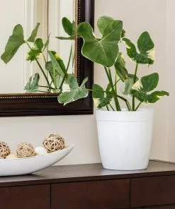 Brighter Blooms Mickey Mouse Alocasia (Alocasia Xanthosoma Variegata)