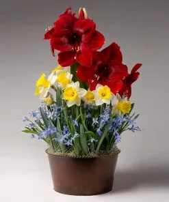 Brighter Blooms Red Amaryllis With Narcissus And Scilla
