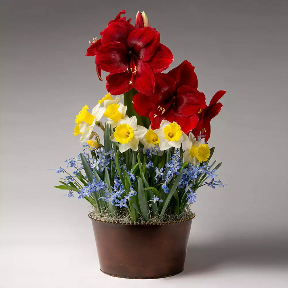 Brighter Blooms Red Amaryllis With Narcissus And Scilla 2 Brighter Blooms Red Amaryllis With Narcissus And Scilla