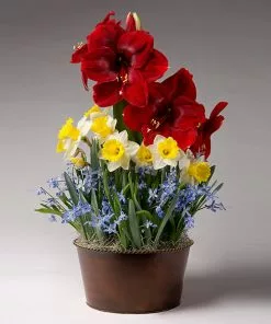 Brighter Blooms Red Amaryllis With Narcissus And Scilla