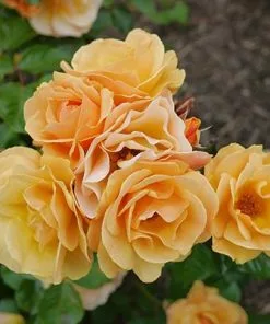 Brighter Blooms Roses Flower Carpet Amber Rose
