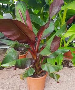 Brighter Blooms Red Abyssinian Banana Tree