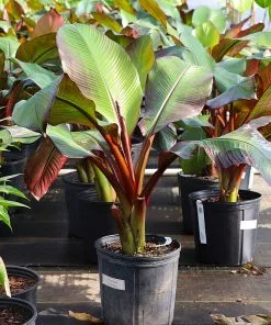 Brighter Blooms Red Abyssinian Banana Tree