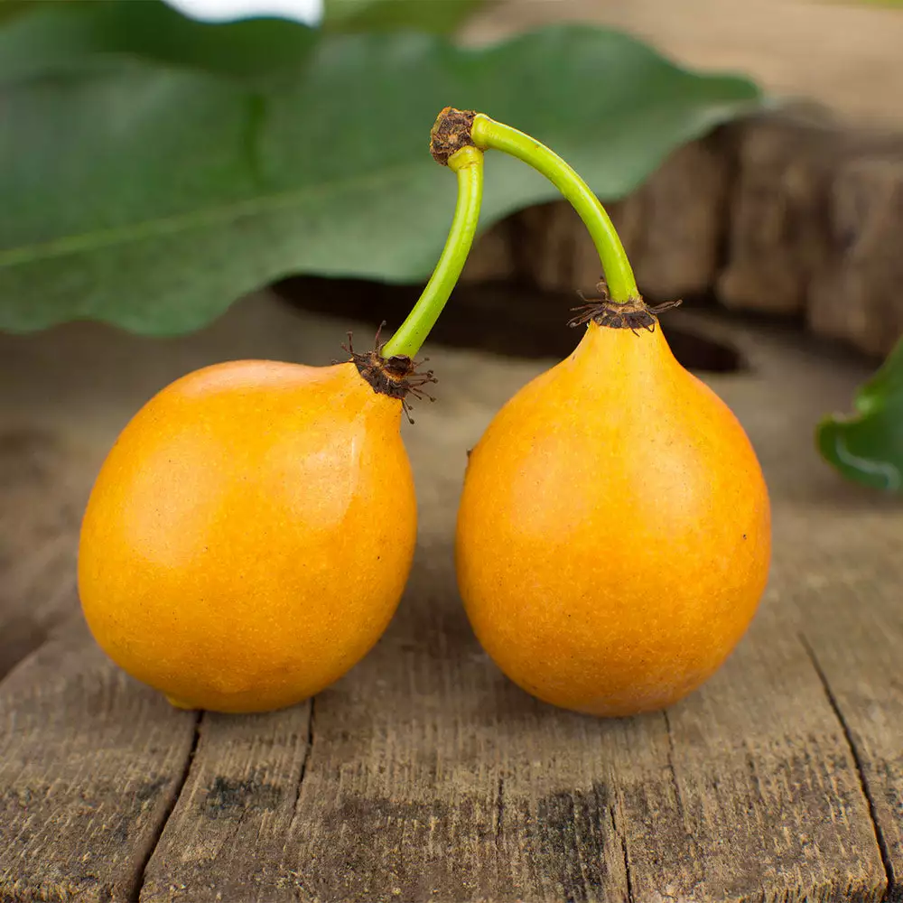 Brighter Blooms Achacha Fruit Tree 2 Brighter Blooms Achacha Fruit Tree