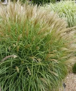 Brighter Blooms Maiden Grass Ornamental Grasses