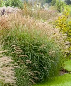 Brighter Blooms Maiden Grass Ornamental Grasses