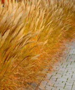 Brighter Blooms Maiden Grass Ornamental Grasses