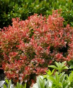 Brighter Blooms Admiration Barberry Shrub 7 Brighter Blooms Admiration Barberry Shrub