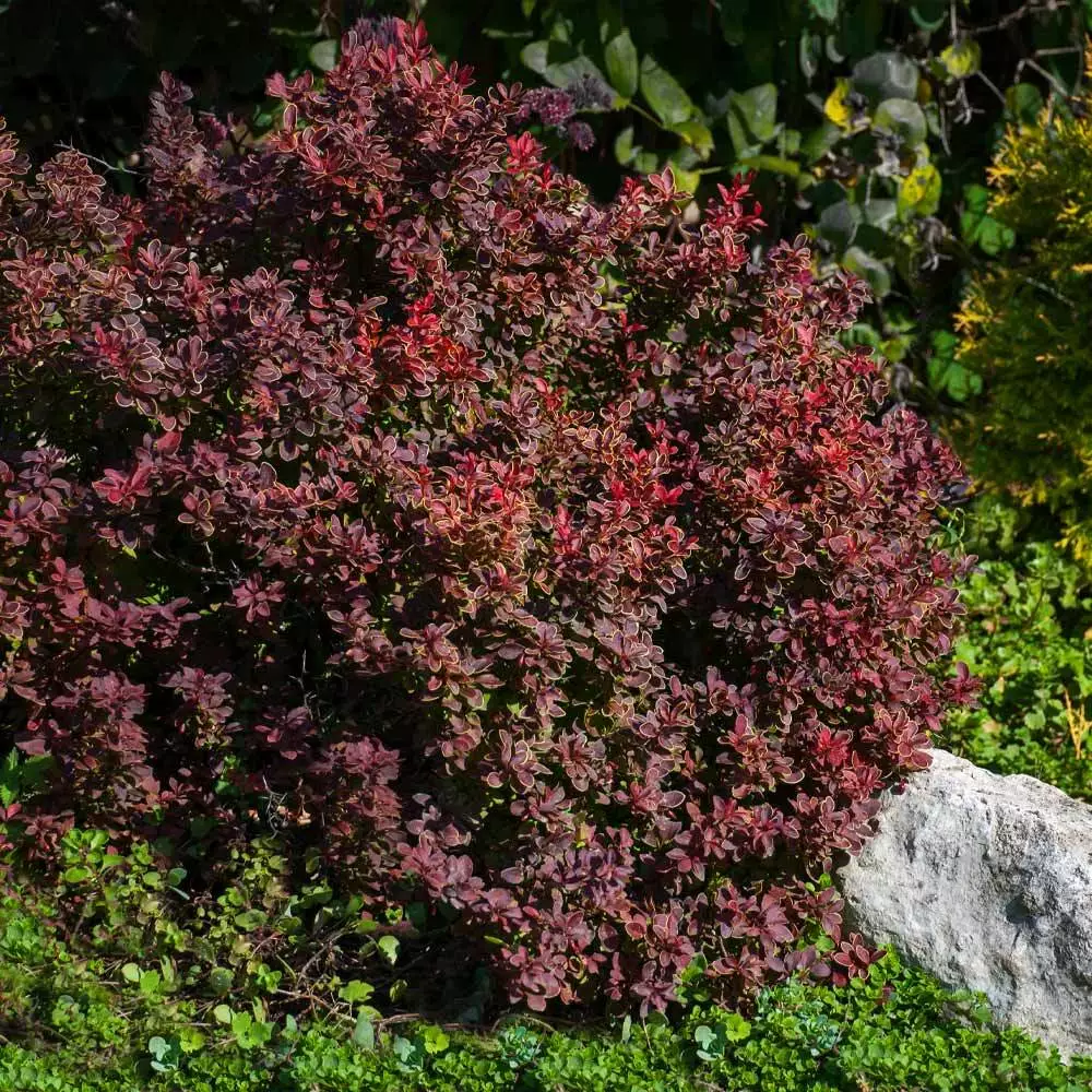 Brighter Blooms Admiration Barberry Shrub 3 Brighter Blooms Admiration Barberry Shrub