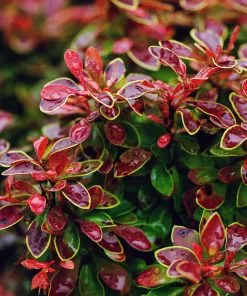 Brighter Blooms Admiration Barberry Shrub
