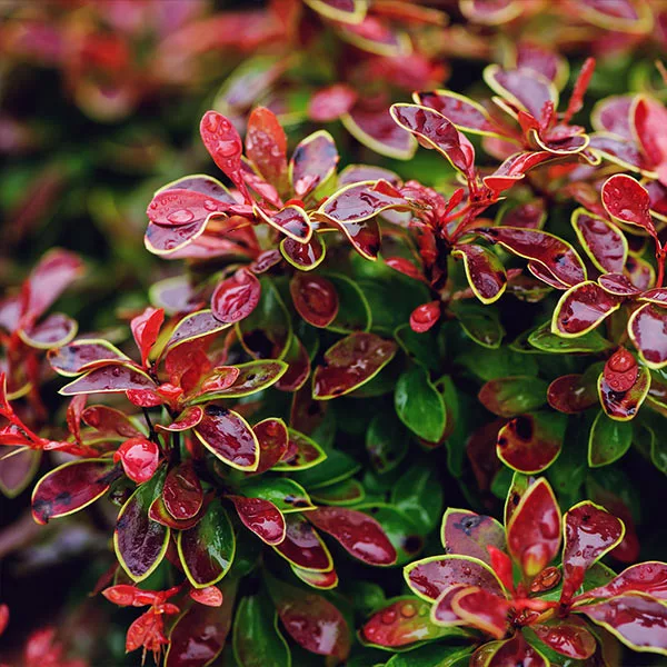 Brighter Blooms Admiration Barberry Shrub 1 Brighter Blooms Admiration Barberry Shrub