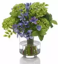 Brighter Blooms Perennials Lily Of The Nile (Purple) Plant 3 Brighter Blooms Perennials Lily Of The Nile (Purple) Plant