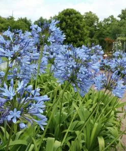 Brighter Blooms Lily Of The Nile (Blue) Plant 5 Brighter Blooms Lily Of The Nile (Blue) Plant