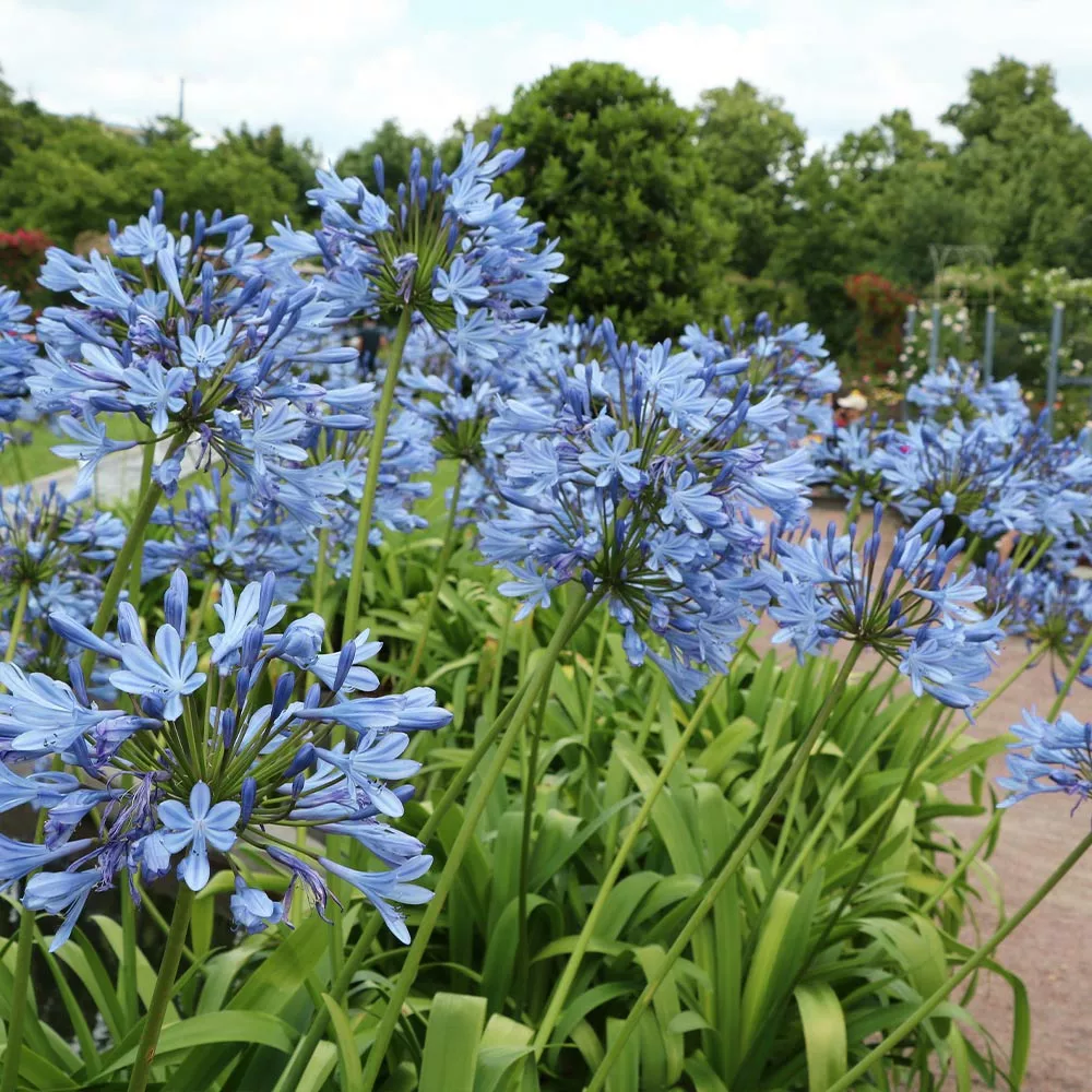 Brighter Blooms Lily Of The Nile (Blue) Plant 3 Brighter Blooms Lily Of The Nile (Blue) Plant