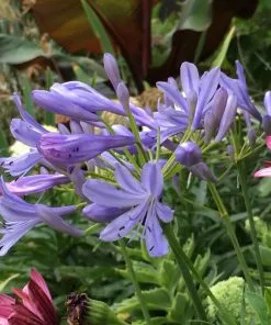 Brighter Blooms Neverland Lily Of The Nile Perennials 5 Brighter Blooms Neverland Lily Of The Nile Perennials